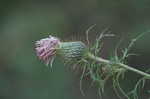 Field thistle